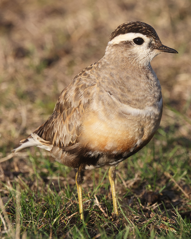 Dotterel